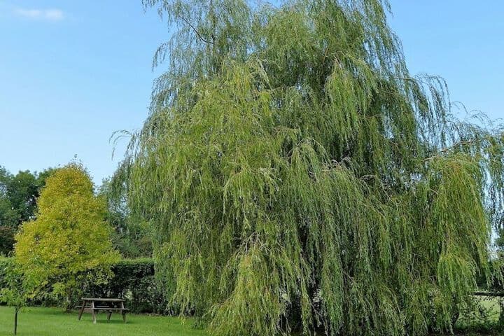 The Willows Accommodation photo 3