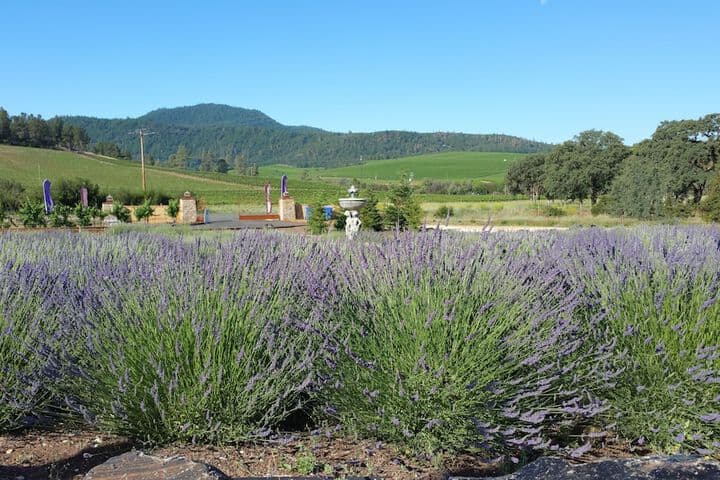 Thorn Hill Vineyard Villas photo 2