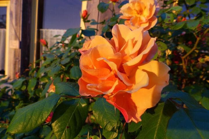 La Maison Rouge photo 3