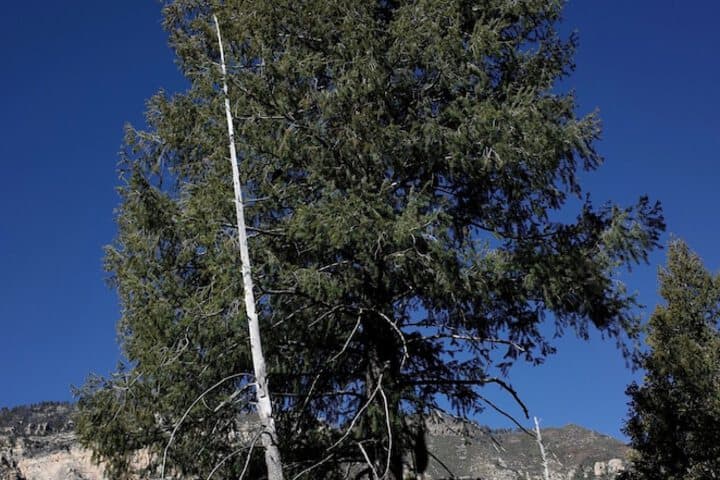 Junipine Resort photo 4