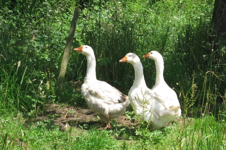 Hollamoor Farm B&B photo 5