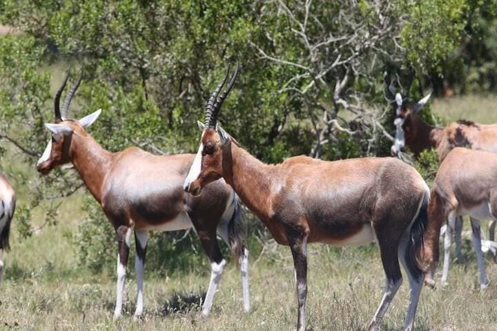 Pabala Game Farm photo 5