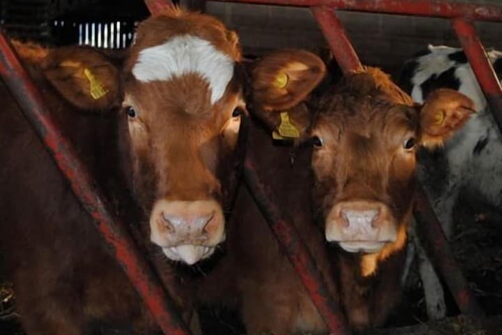 Whashton Springs Farm photo 2