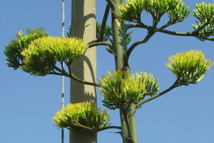 LAglientu photo 2