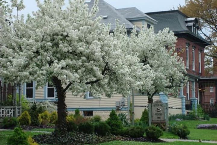 Rocking Horse Inn photo 4