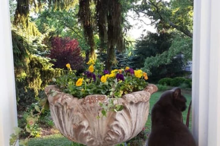 Albemarle Inn photo 5
