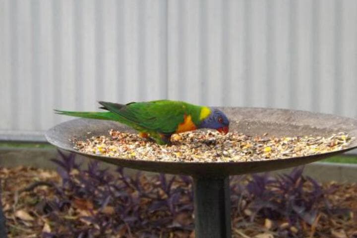 Goondiwindi Top Tourist Park photo 2
