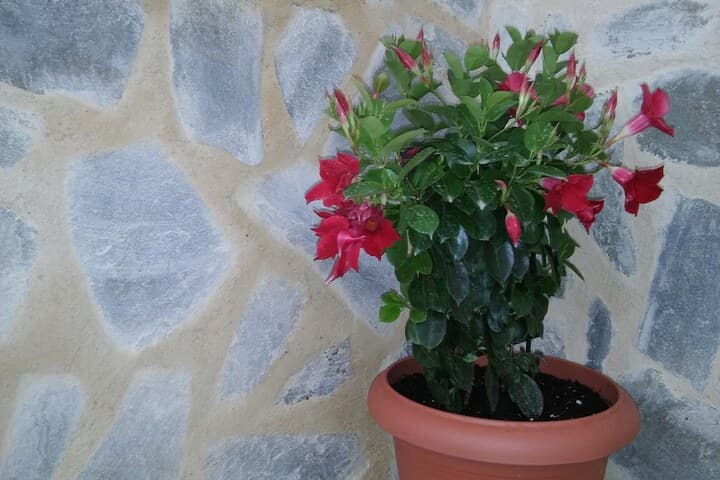 Maria Studios&Apartments photo 3