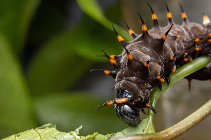 Batchelor Butterfly Farm photo 4