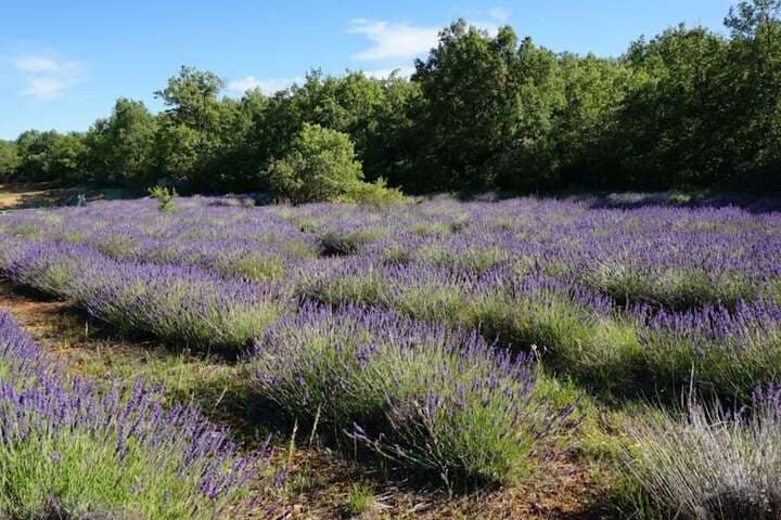 La Buisse photo 2