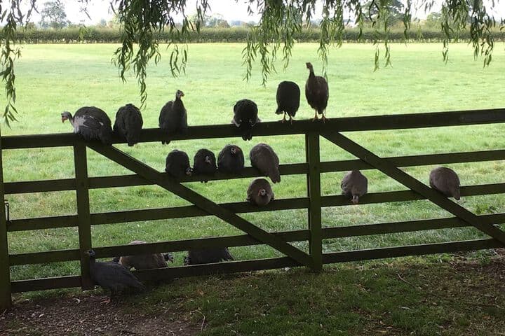 Brickfields Farm photo 5