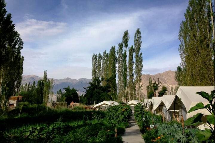 TIH Mystique Meadows Camp photo 3