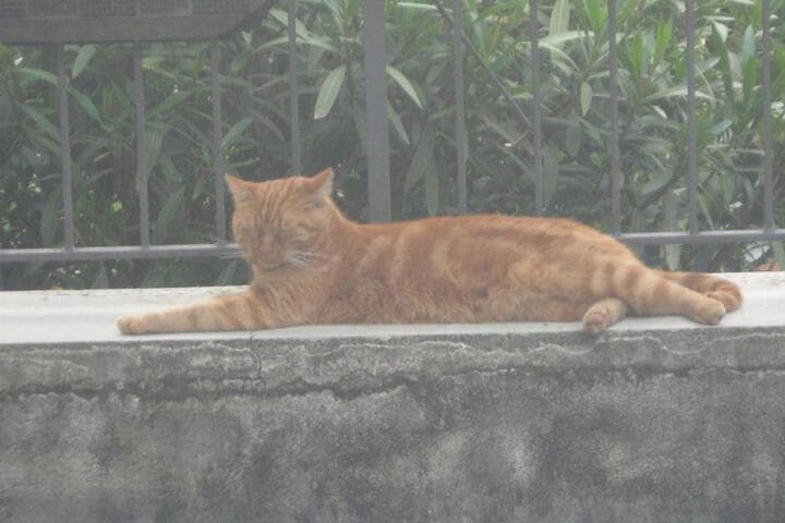 Il Giuggiolo photo 1