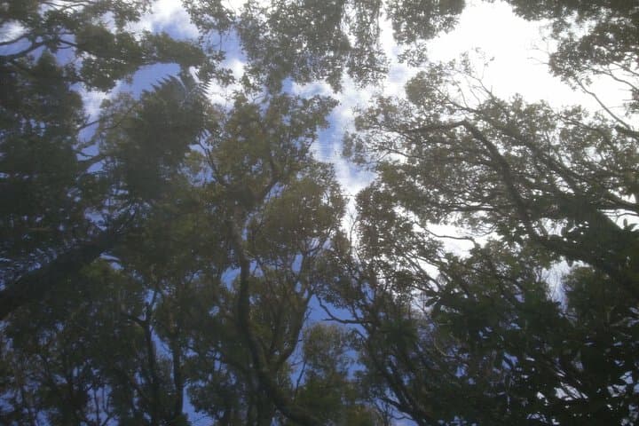 Pupu Rangi Nature Sanctuary Conservation Area photo 5
