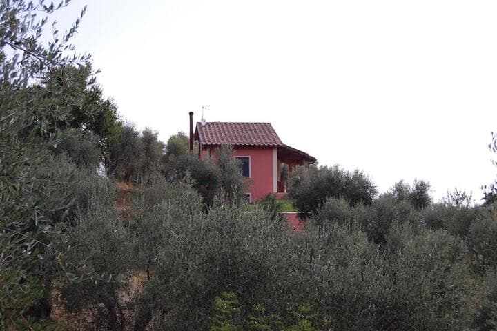 Il Pino photo 1