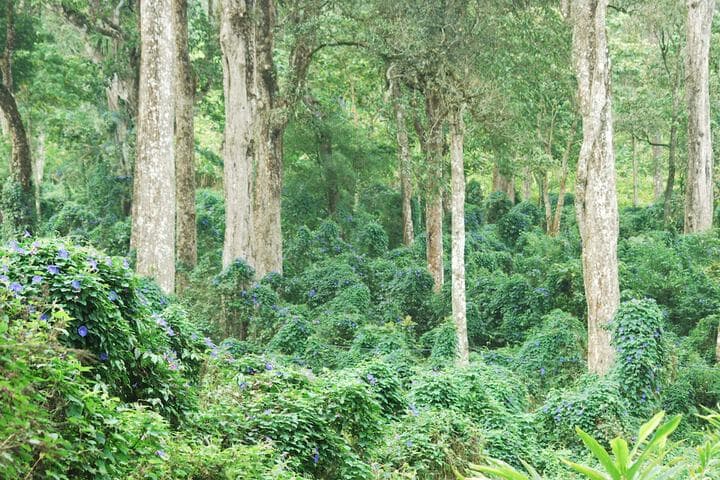 Green Spaces Munnar photo 3