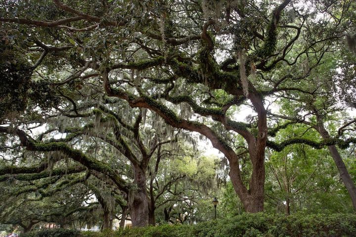 Eliza Thompson House Historic Inns of Savannah Collection photo 5
