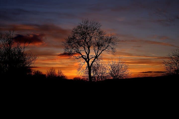 Cornlee photo 5