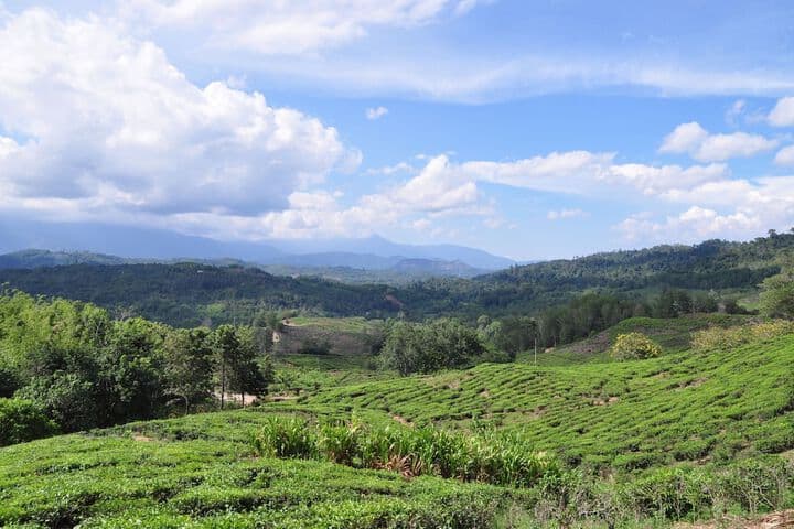 Sabah Tea Resort photo 2