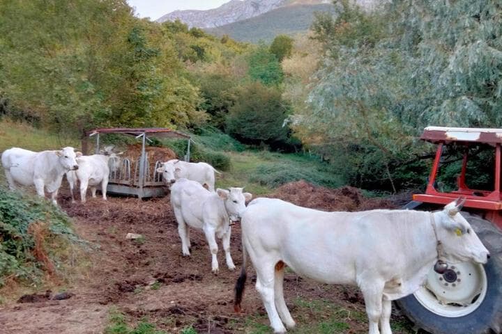B&B Le Ginestre photo 4